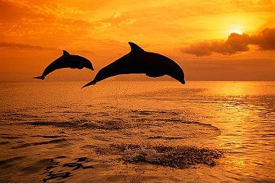 《永劫无间》职业联赛NBPL第四双周7月23日DAY7单排周决赛